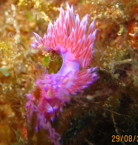 Flabellina sp.